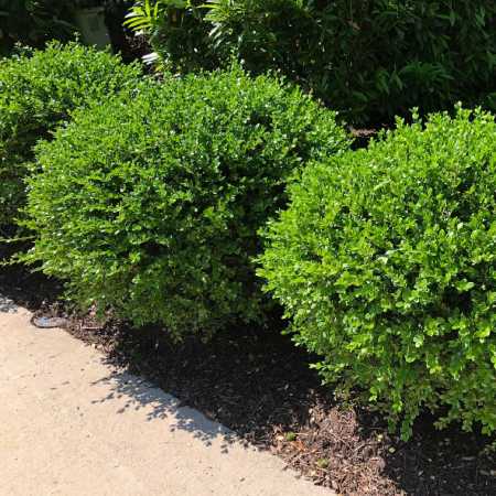 Boxwood boxwood