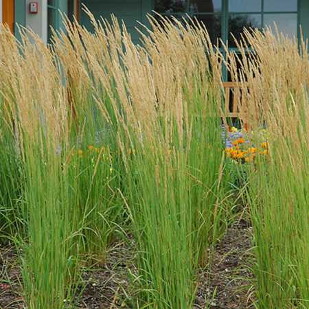 Feather Reed Grass feather reed grass