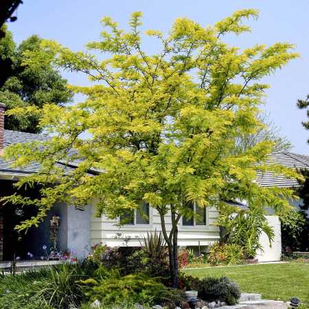 Honey Locust Sunburst honey locust sunburst