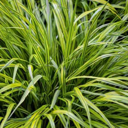 Japanese Forest Grass japanese forest grass