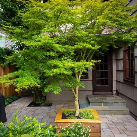 Japanese Maple japanese maple