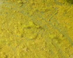 yellow pool algae